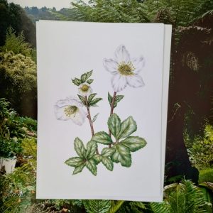 Card - Helleborus nigra