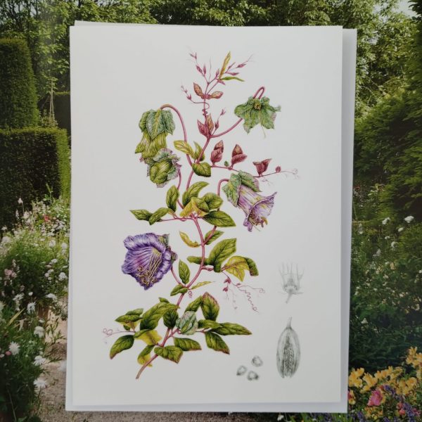 Card - Cobaea scandens