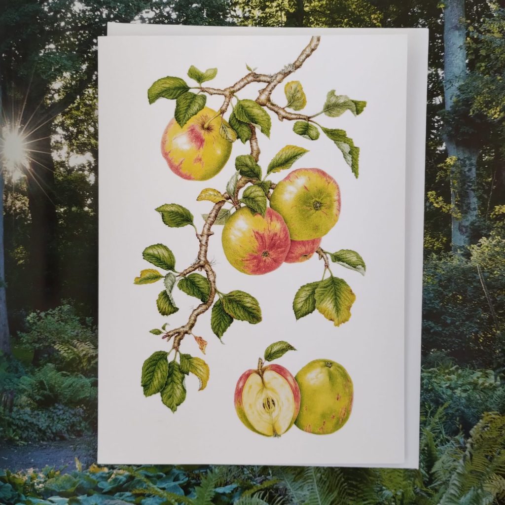 Card - Malus domestica ‘Sunset’ - Full Composition