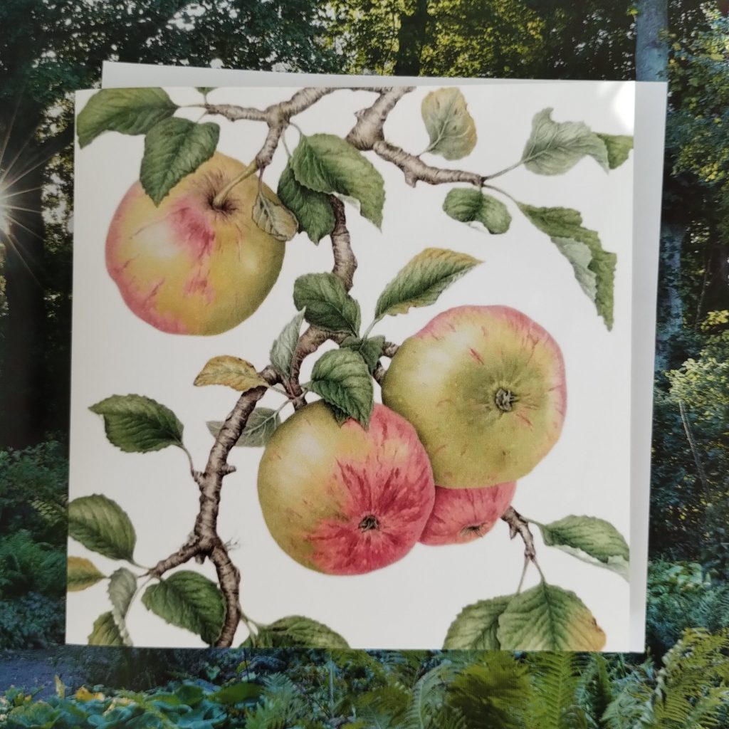 Card - Malus domestica ‘Sunset’