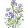 The Blue Bunch - Print - Image 2