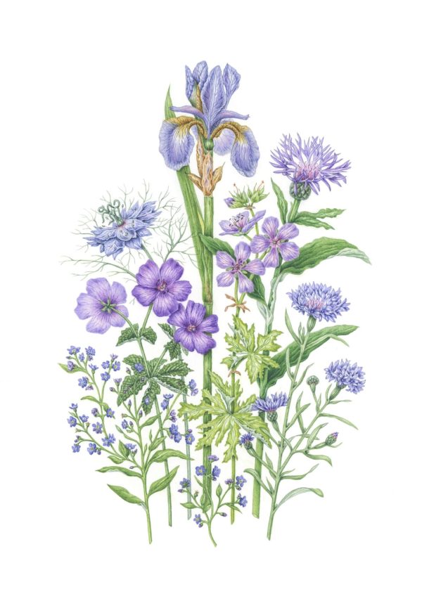 The Blue Bunch - Print - Image 2