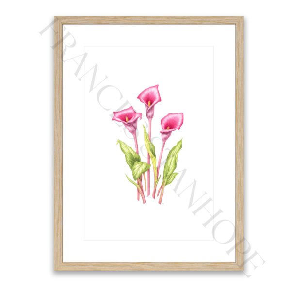 Calla Lily - Print